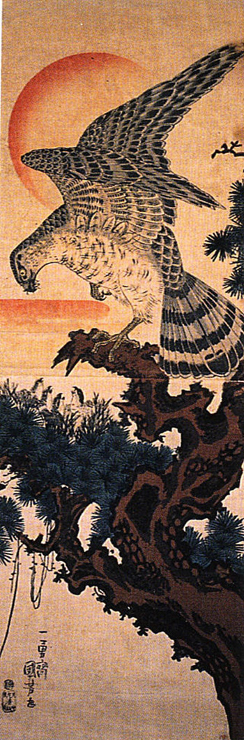 hawk[